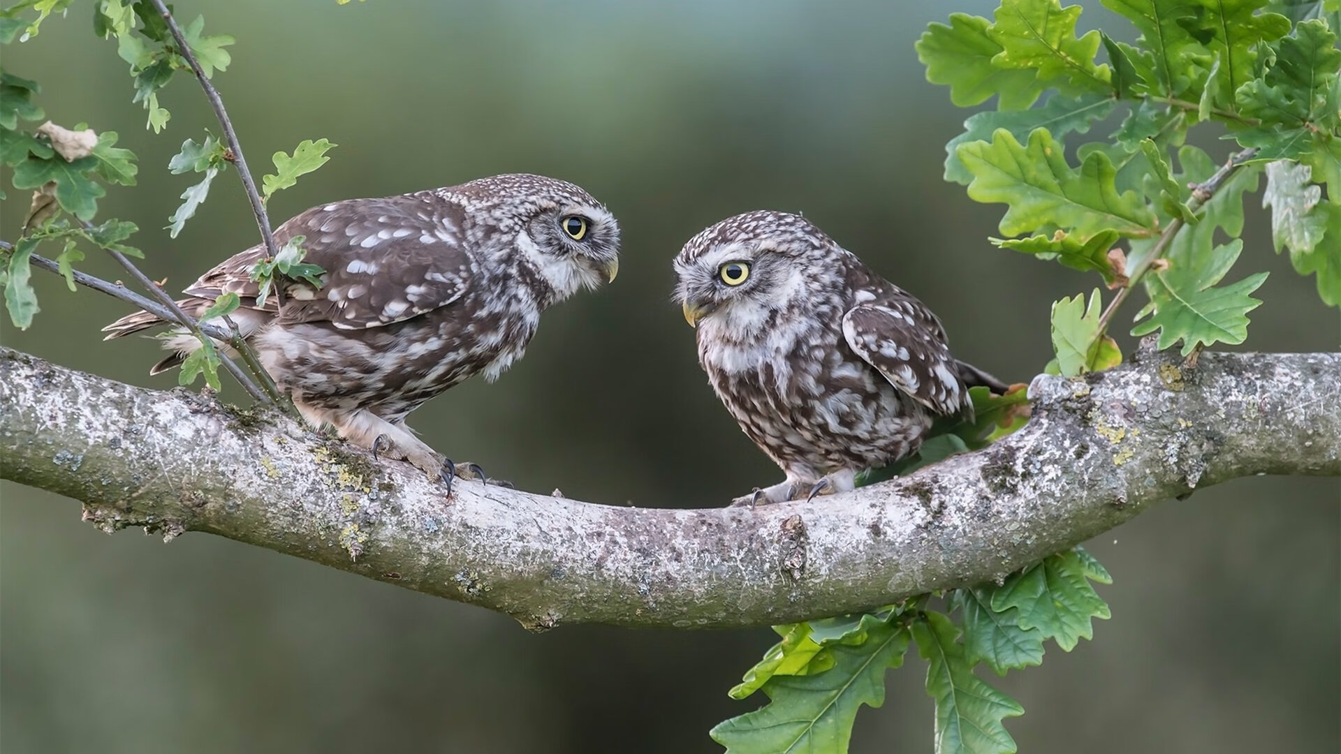 九游娱乐APP-中国足球裁判改革升级，比赛公平性再提升，中国足球裁判员官网