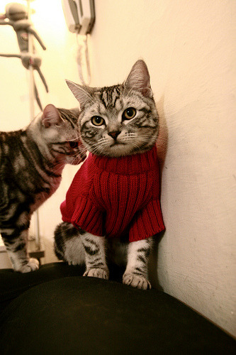 九游下载安装-国内外篮球专家联合研讨中国青少年篮球行业未来发展，中国青少年篮球发展现状