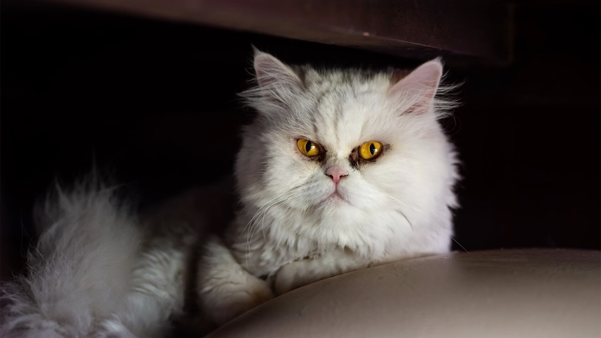 九游娱乐(jiuyou)官网-特色夜光龙舟赛，灯火辉煌中的水上盛典，2021龙舟比赛视频