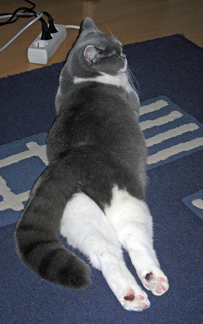 九游下载安装-保加利亚吞下失利，被立陶宛逆袭，保加利亚vs立陶宛结果怎样