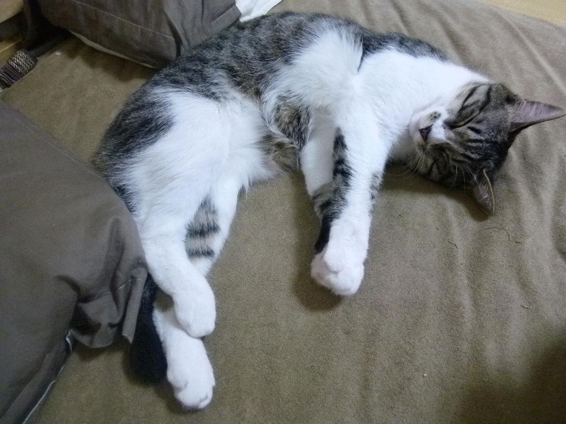 JIU YOU GAME-勇士遭尼克斯绝杀，库兹马一夜爆发战功显赫，库兹马比赛视频