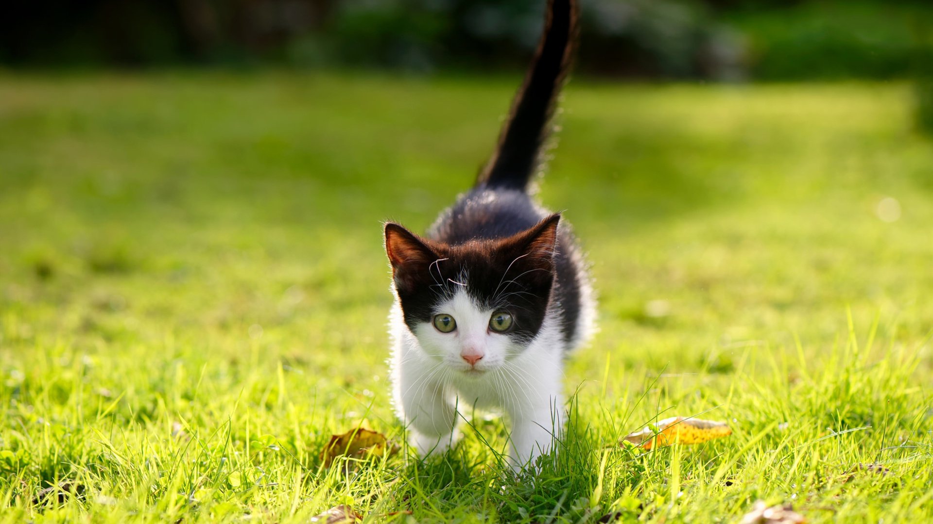 九游9游-国米取胜卫冕冠军，吹响冲冠号角，国米夺冠之路