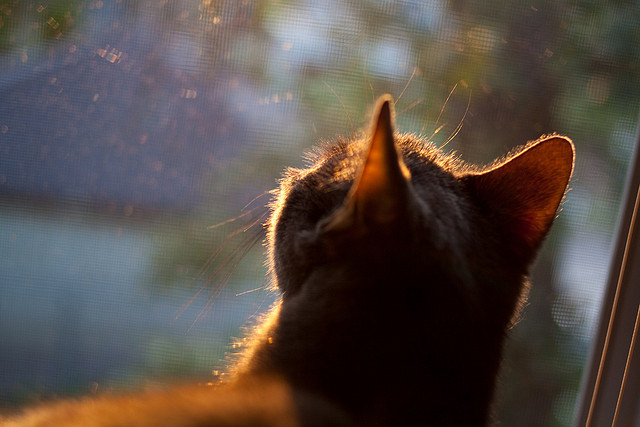 JIUYOU GAMING-意大利国家队击败强敌，稳坐积分榜第一位，意大利国家队最近战绩比分