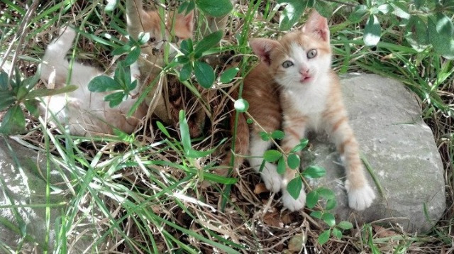 九游下载官网-日本某球队遗憾落败，球迷心疼不已，日本足球又输了