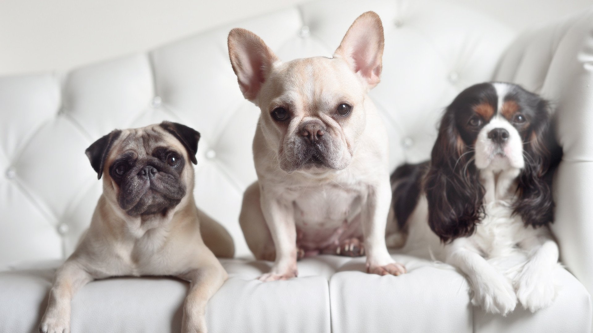 九游下载安装-荷兰队长领衔攻城拔寨，助球队连胜，荷兰队队长是谁