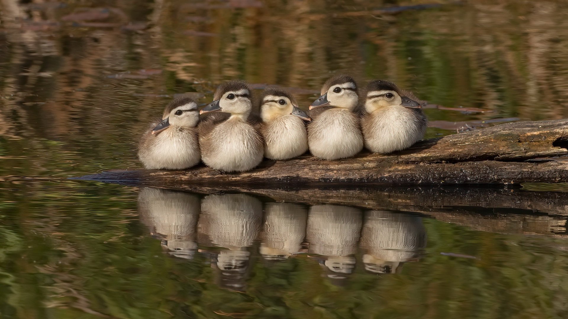 JiuyouAPP下载-葡萄牙队在大赛中击败对手，目标冠军稳如泰山，葡萄牙 比赛