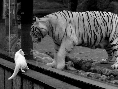 九游app官网下载-中国足球职业俱乐部优化替补球员出场策略，足球替补名单