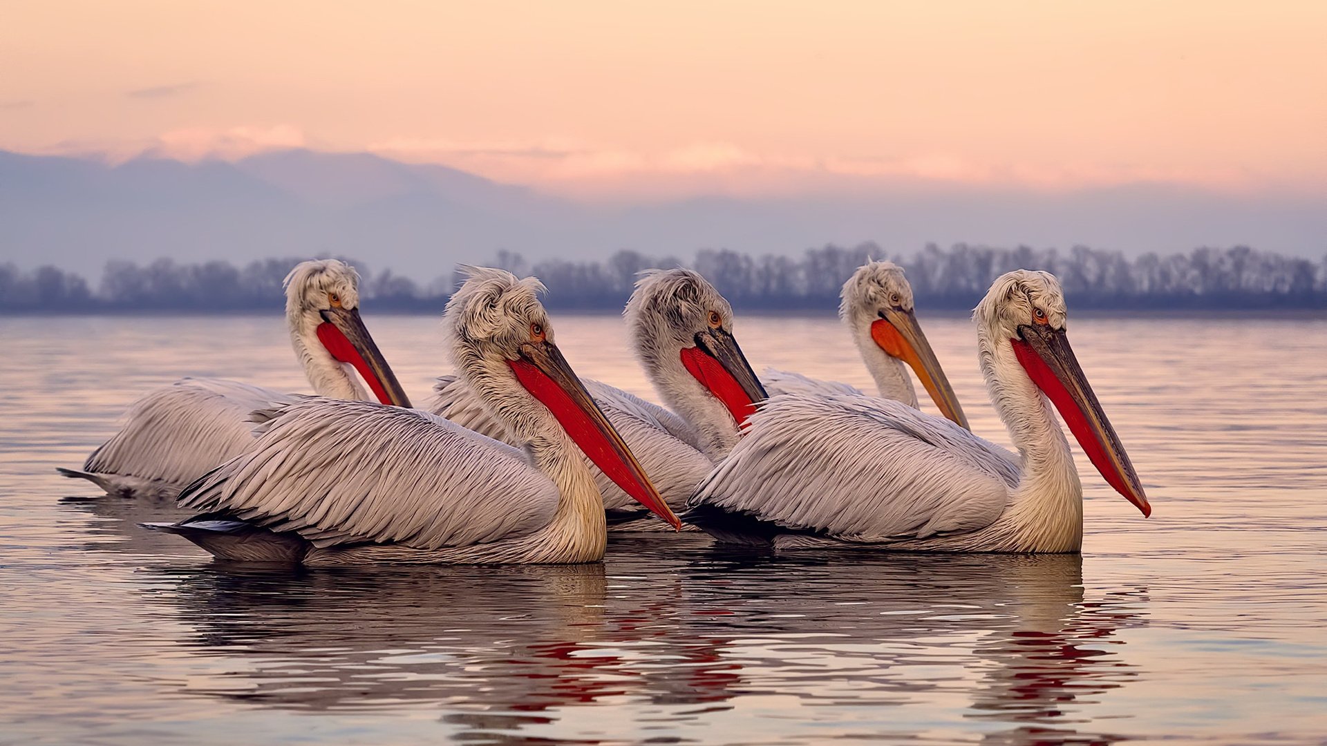 JIUYOU GAMING-中立代表队A仰泳选手状态回暖，中国仰泳选手