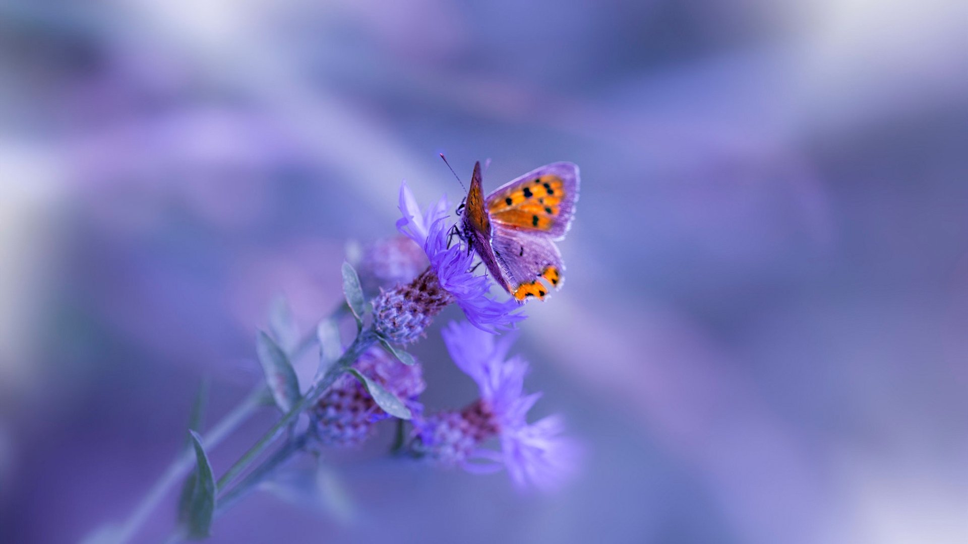 九游下载中心-水球战术创新与体能训练相辅相成，水球 运动