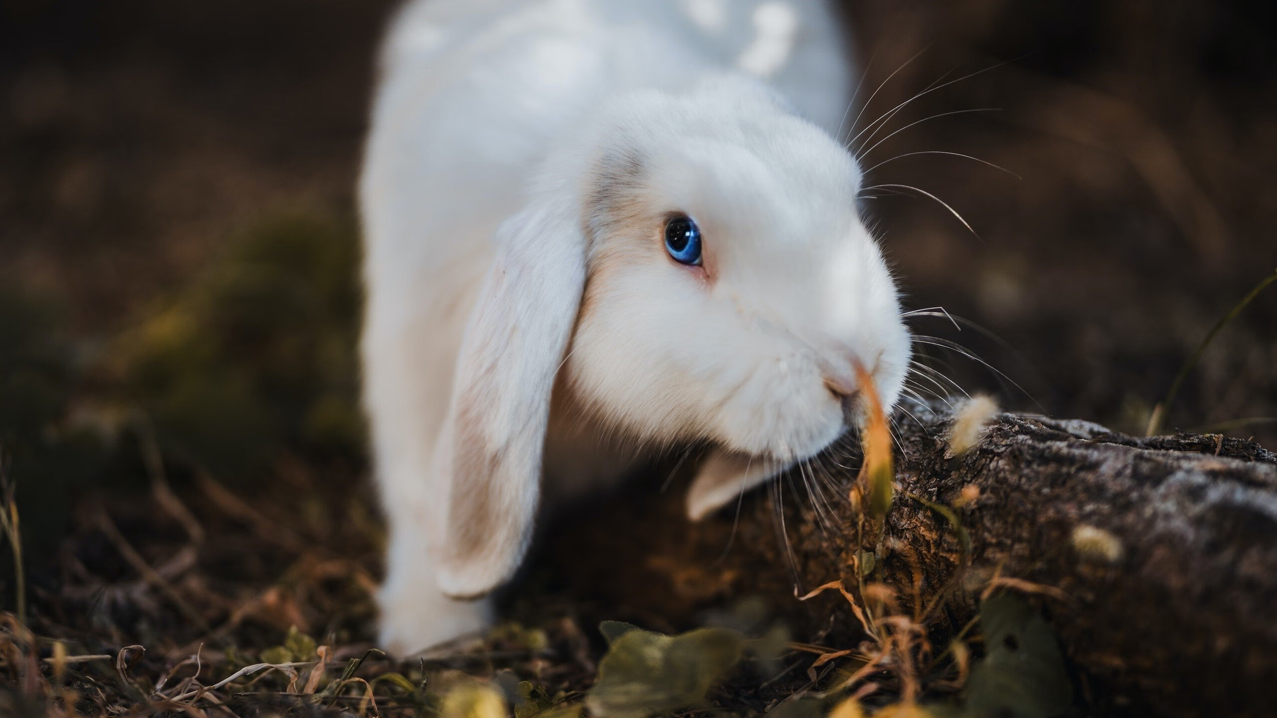 九游娱乐官网 (jiuyou)-球队战术库公开，助教团队成为幕后功臣，战术足球