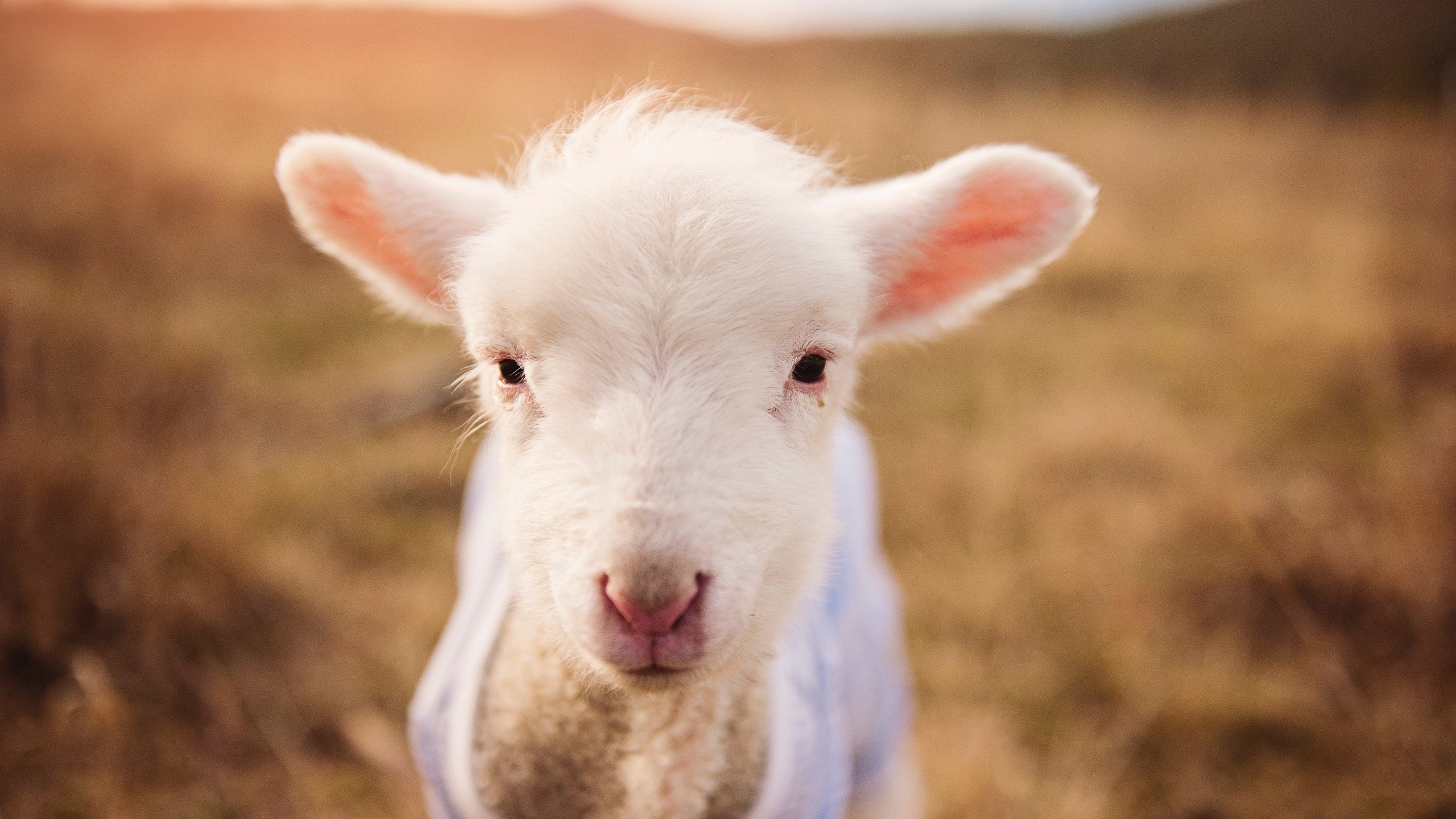 九游娱乐官网 (JIUYOU)-英超赛场风云：每一秒都精彩无限，英超赛事集锦