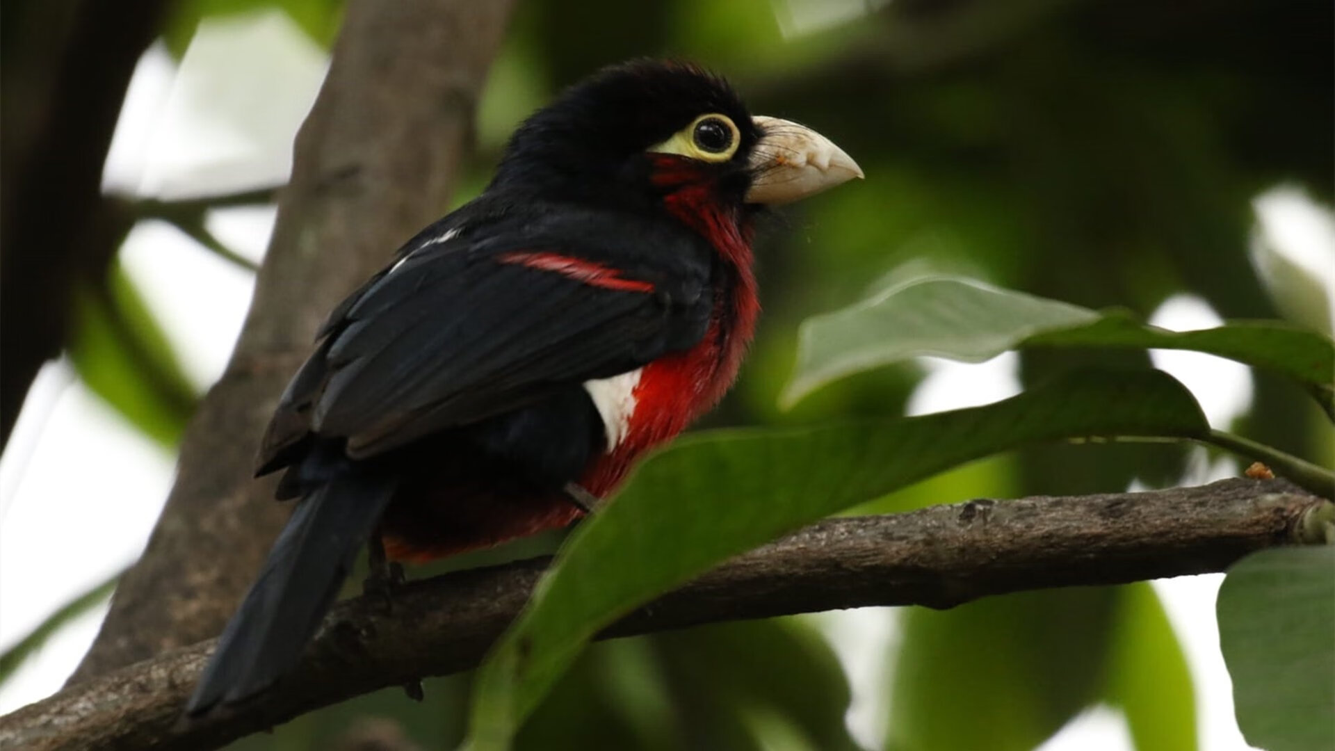 九游娱乐(jiuyou)官方网站-英超裁判评议制度改革建议，英超裁判主队