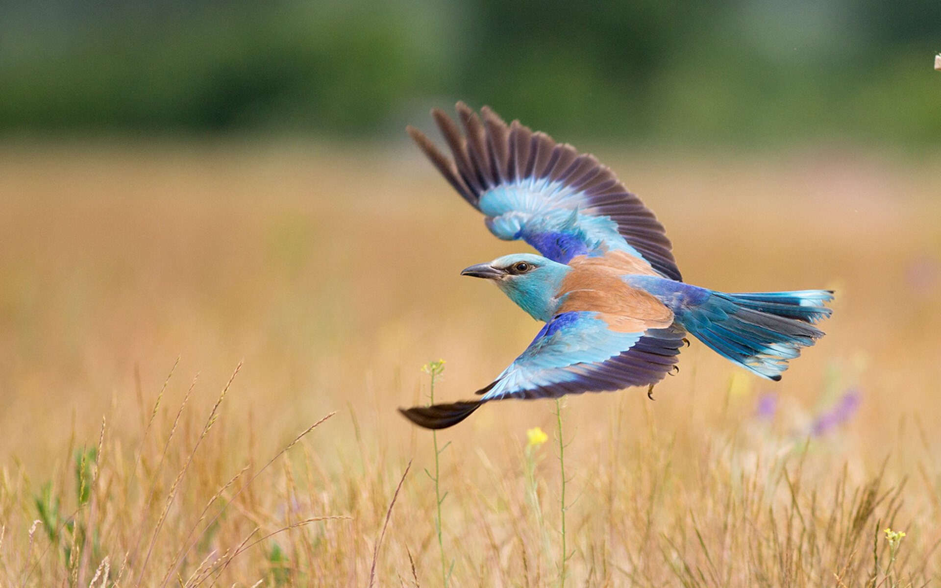 九游jiuyou-詹姆斯封盖瞬间引爆全场欢呼，詹姆斯封盖集锦